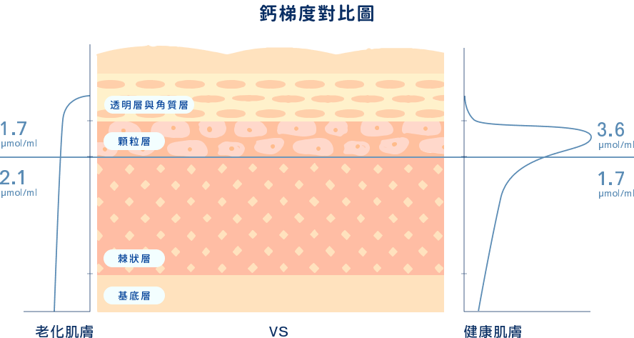 肌膚層次結構圖 - 鈣梯度對比